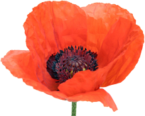 Poppy flower